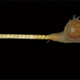 A sea lily stalk with its resident anemone.